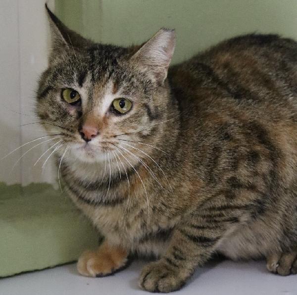 Brioche, Timidina Ma Bellissima!